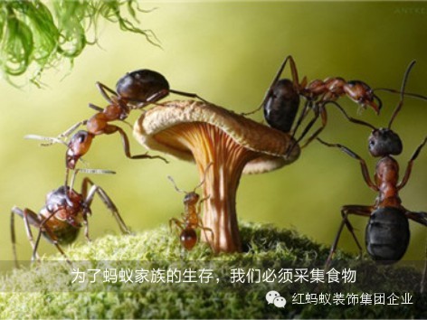 【励志分享】《一只蚂蚁的冒险史》-装修宝典